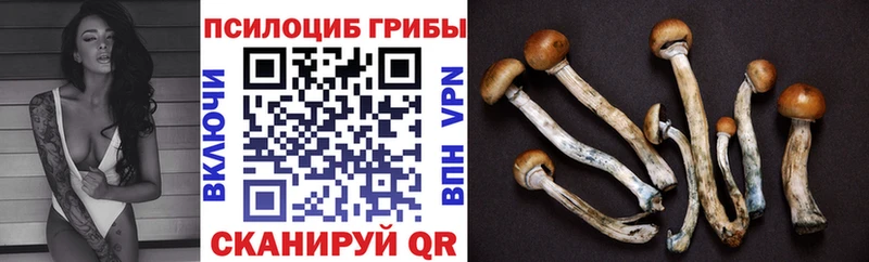 закладка Кологрив Галлюциногенные грибы Psilocybe